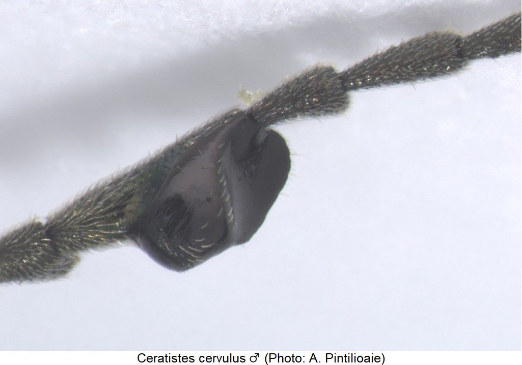 ceratistes cervulus_m_f.jpg
